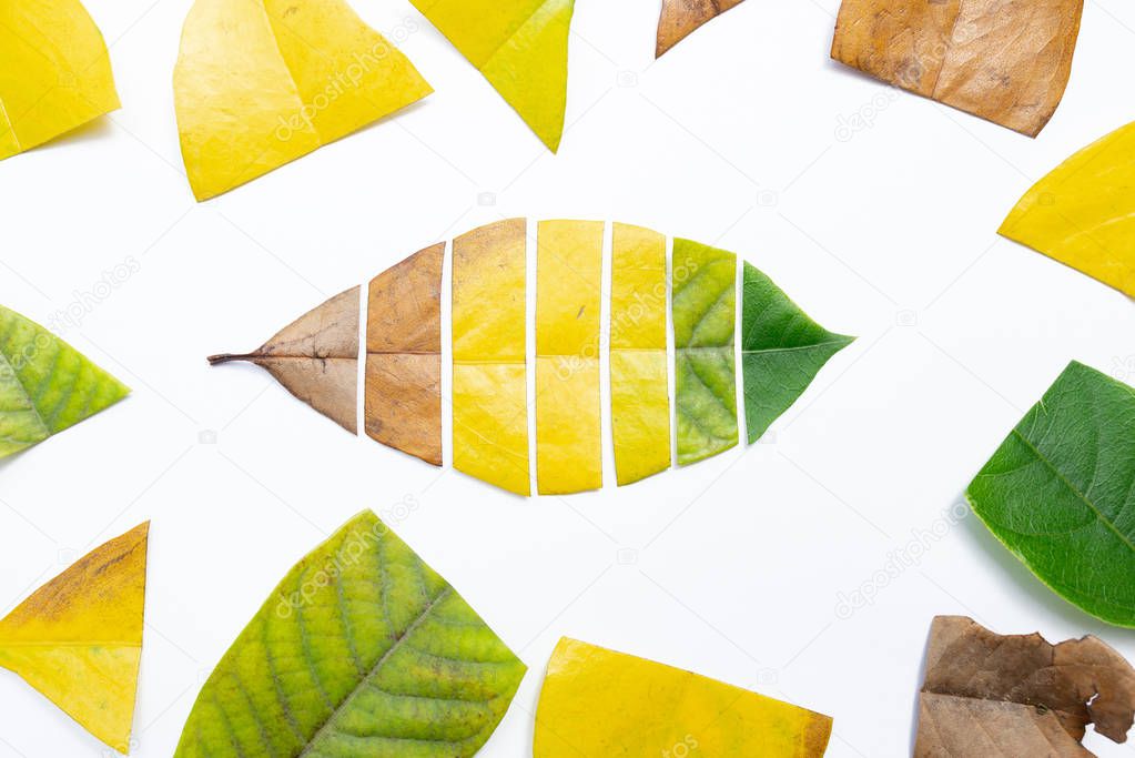 cutting out sections from different leaves to make up a leaf changing from faded to fresh