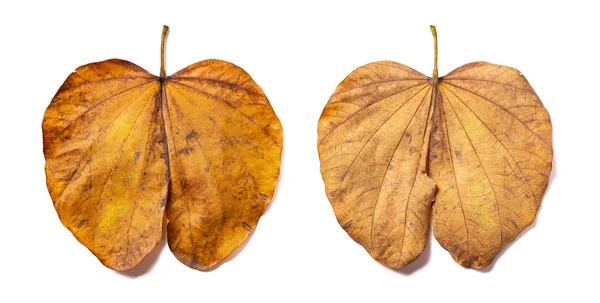 Fram Och Baksidan Ett Torrt Löv Vit Bakgrund — Stockfoto