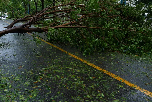 Σπασμένο Δέντρο Έπεσε Στο Δρόμο Μετά Από Μια Ισχυρή Καταιγίδα — Φωτογραφία Αρχείου
