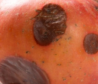 çürük bir elma yakın