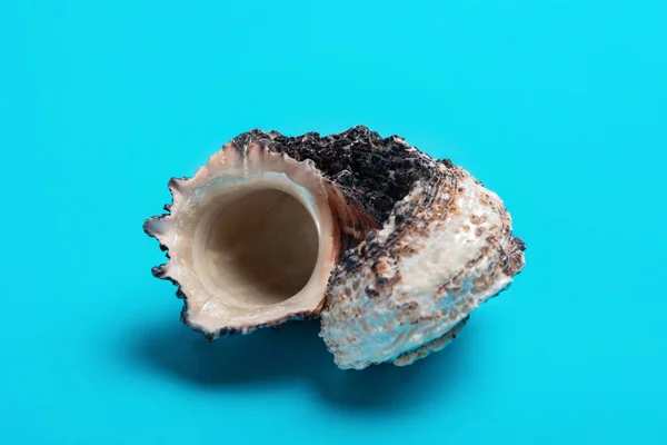 蓝色背景下的海螺壳 — 图库照片
