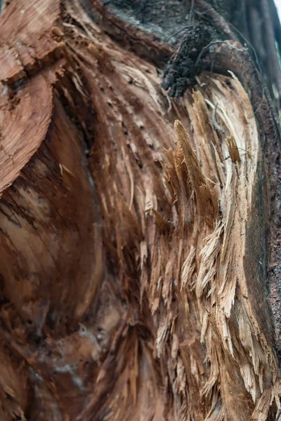 Träd Med Skadad Bark Närbild — Stockfoto