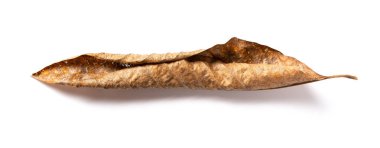 beyaz bir arka plan üzerinde haddelenmiş ve soluk bir yaprak