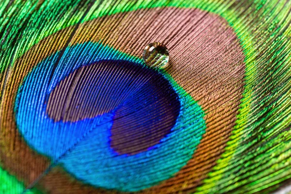 Colorful Feathered Tail Male Peacock Drip — Stock Photo, Image