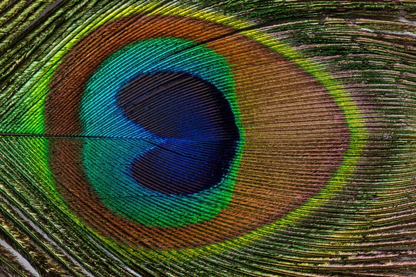 Colorful Feathered Tail Male Peacock Close Horizontal — Stock Photo, Image