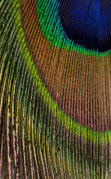 Colorful Feathered Tail Male Peacock Close Vertical Composition — Stock Photo, Image