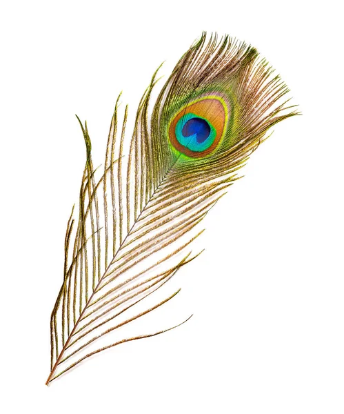 beyaz arka plan üzerinde bir erkek tavus kuşu renkli tüylü kuyruk