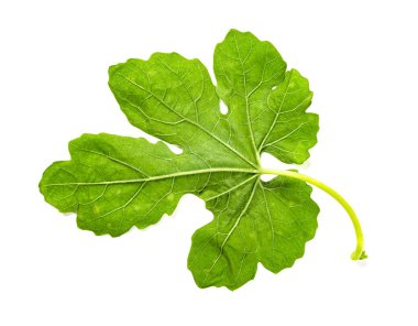 beyaz arka plan üzerinde yeşil bir yaprak arka