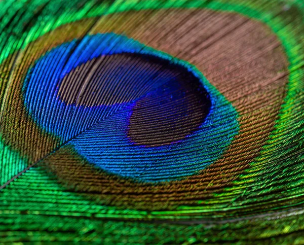 Colorful Feathered Tail Male Peacock Close — Stock Photo, Image