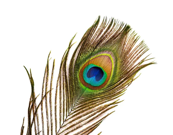 Beyaz Arka Plan Üzerinde Bir Erkek Tavus Kuşu Renkli Tüylü — Stok fotoğraf