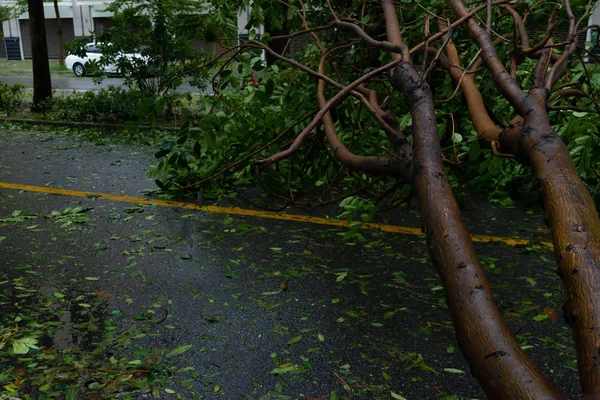 Σπασμένο Δέντρο Έπεσε Στο Δρόμο Μετά Από Μια Ισχυρή Καταιγίδα — Φωτογραφία Αρχείου