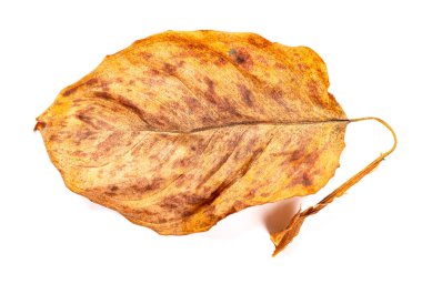 beyaz bir arka plan üzerinde soluk bir yaprak