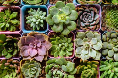 üst görünüm farklı tür etli bitkiler