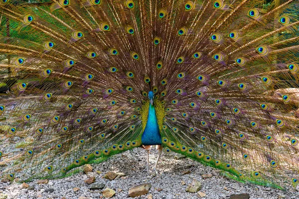 Pfauenmännchen zeigt stolz seine schönen Schwänze — Stockfoto