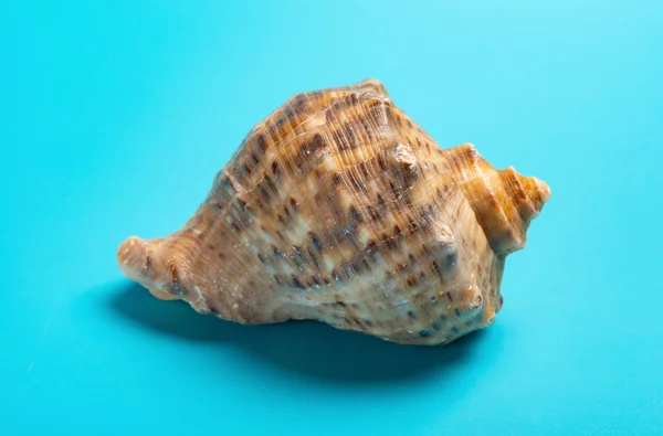 Lasturou Shell Modrém Pozadí Zblízka — Stock fotografie