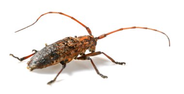 beyaz arka plan closeup üzerinde arka görüş kahverengi longicorn