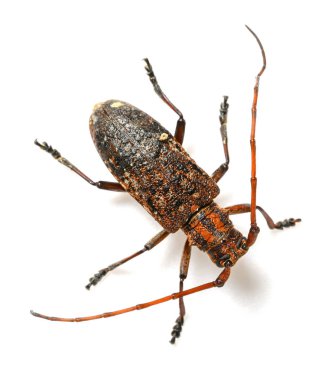 beyaz bir arka plan closeup üzerinde üst görünüm kahverengi longicorn