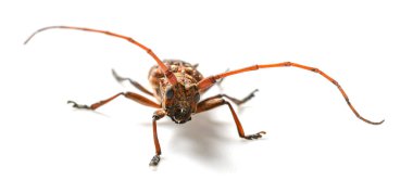 beyaz bir arka plan closeup üzerinde ön görünüm kahverengi longicorn