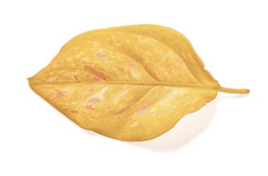 Beyaz bir arka plan üzerinde soluk yaprak