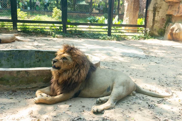 León Macho Acostado Zoológico — Foto de Stock