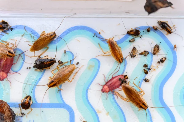 hamamböcekleri etiket veya yakalayıcı tarafından yakalandı