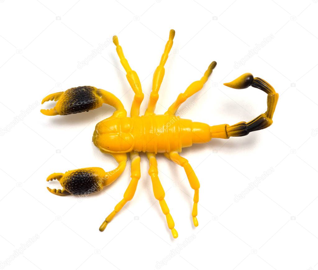 top view dummy scorpion on a white background