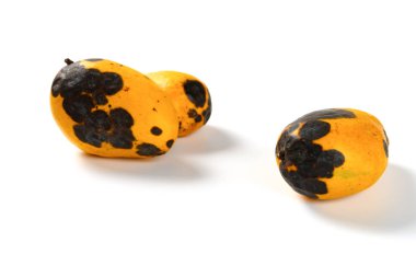 iki adet çürük Mangos beyaz arka planda yakın