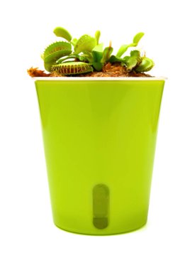 beyaz arka plan üzerinde dionaea muscipula bitki pot