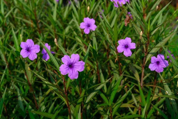 Pétunia Sauvage Ruellia Brittoniana Fleurs Plein Air — Photo