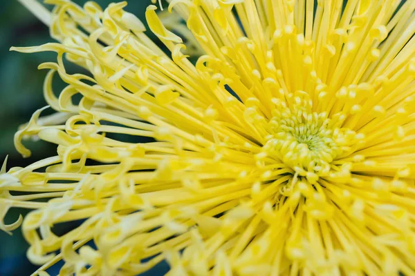 Közel Központi Egy Sárga Krizantém Virág — Stock Fotó