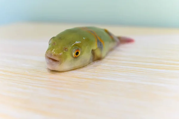 Corpo Peixe Puffer Uma Mesa Madeira — Fotografia de Stock