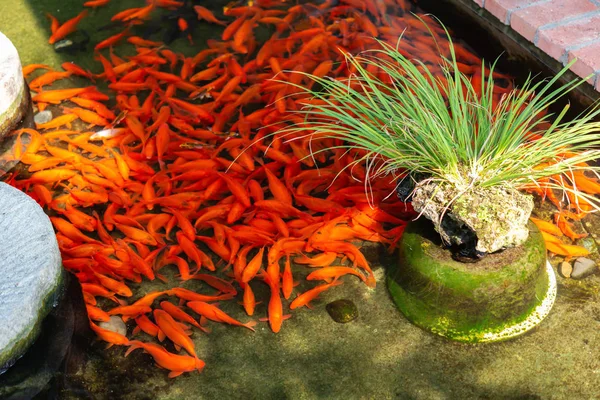 拥挤的红色科伊鲤鱼在池塘 — 图库照片