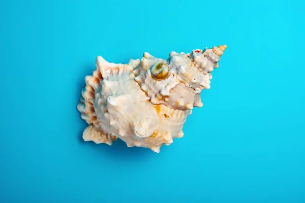 蓝色背景上的顶视图海螺壳 — 图库照片