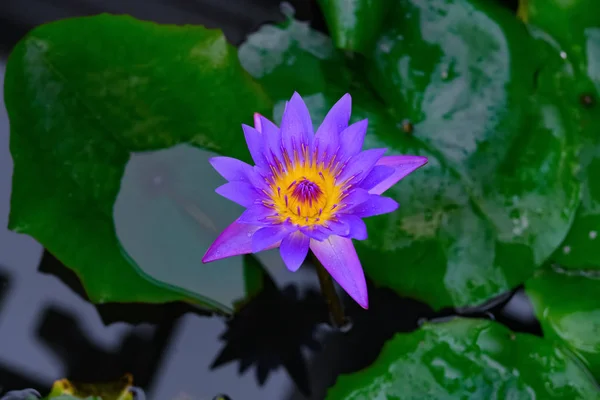 Belo Lírio Água Azul Amarelo Lagoa — Fotografia de Stock