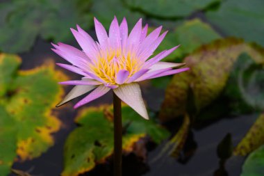 Güzel leylak ve sarı zambak gölette