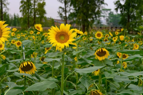 Kvetoucí Slunečnice Poli Horizontální Složení — Stock fotografie