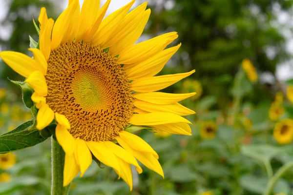 Blooming Sunflower Close Field — Stock Photo, Image