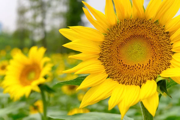 Blooming Sunflower Close Field — Stock Photo, Image