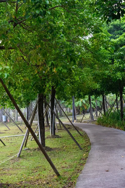 Bir Parkta Eğri Açık Yolu — Stok fotoğraf