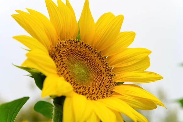 Blooming Sunflower Close Field — Stock Photo, Image