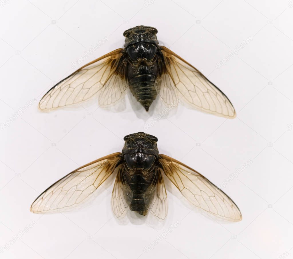 Cicada specimens on a white background