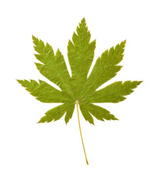 Beyaz arkaplanda yeşil akçaağaç yaprağı