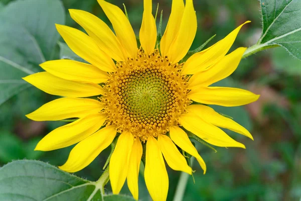 blooming sunflower on field horizontal composition