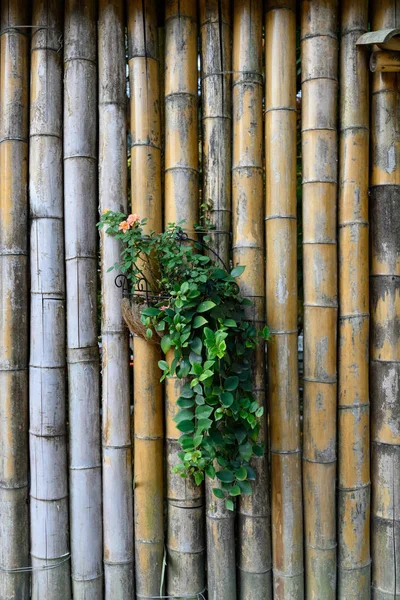 Topfpflanze Hängt Einer Bambuswand — Stockfoto