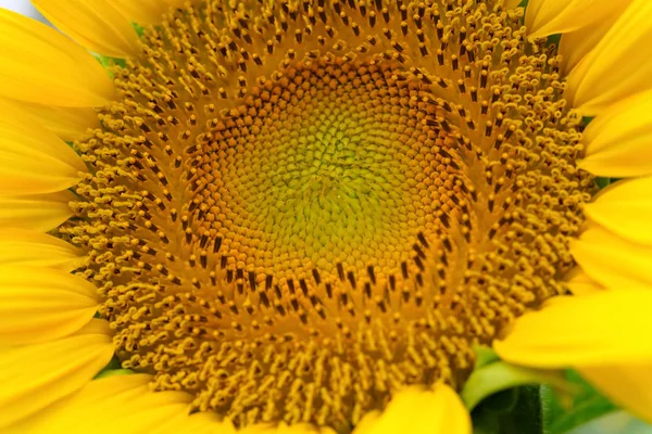 Blühende Sonnenblume Aus Nächster Nähe Auf Dem Feld — Stockfoto
