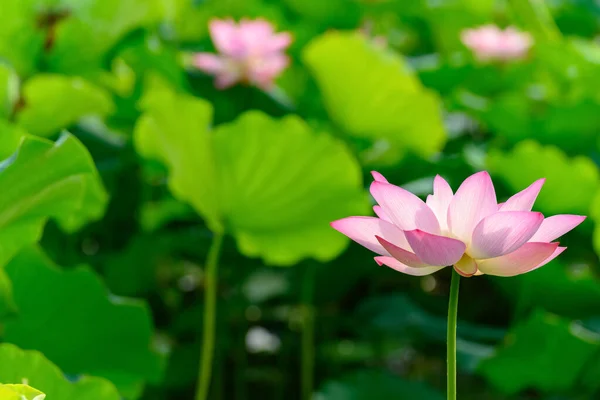 Lotusbloem Een Vijver Horizontale Samenstelling — Stockfoto