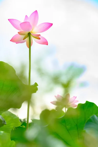 Laag Hoekaanzicht Van Een Bloeiende Lotusbloem Verticale Samenstelling — Stockfoto