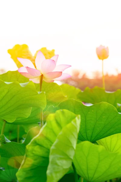 Bloeiende Lotus Bloem Met Zon Verticale Samenstelling — Stockfoto