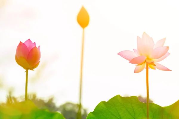 Bloei Onrijpe Lotus Horizotnale Samenstelling — Stockfoto