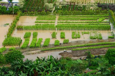 Şiddetli yağmurdan sonra su basmış alan